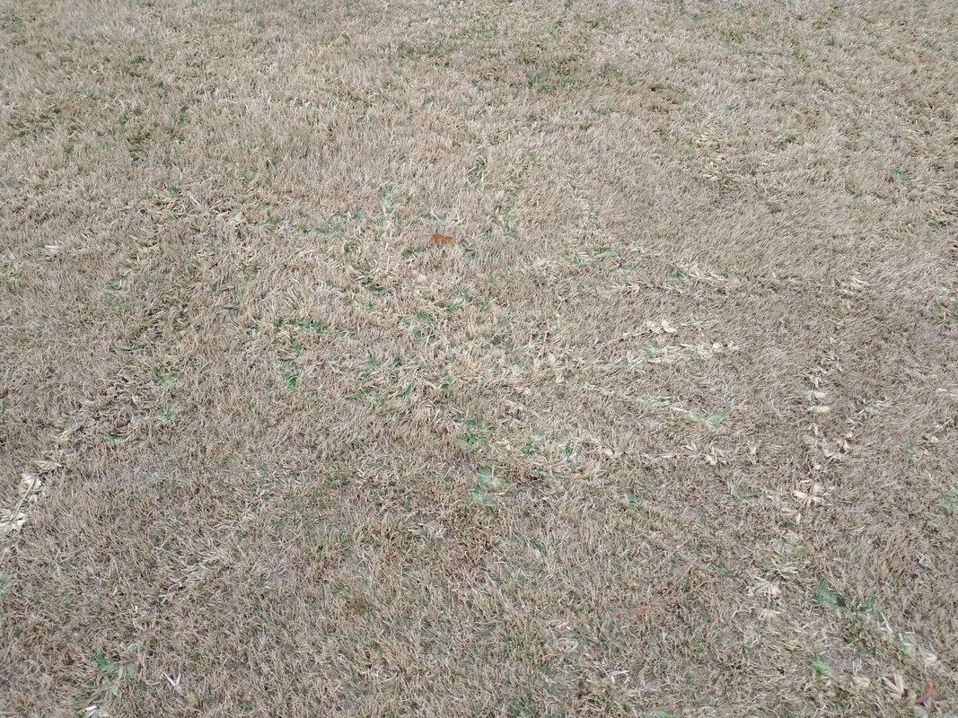 Killing st Augustine in Bermuda Lawn Care Forum