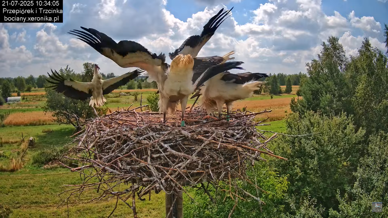 21072025bociany30
