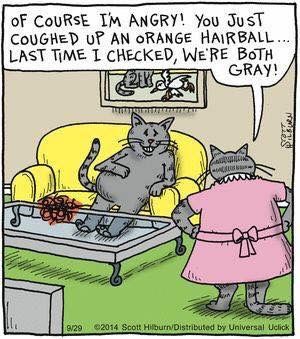 Cat Humor #8