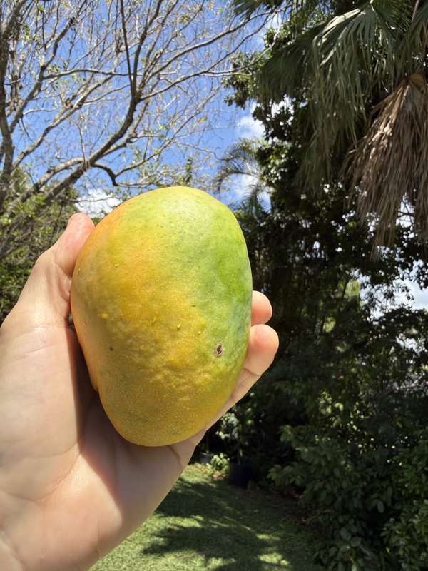 Mango Ed 4 26 26b