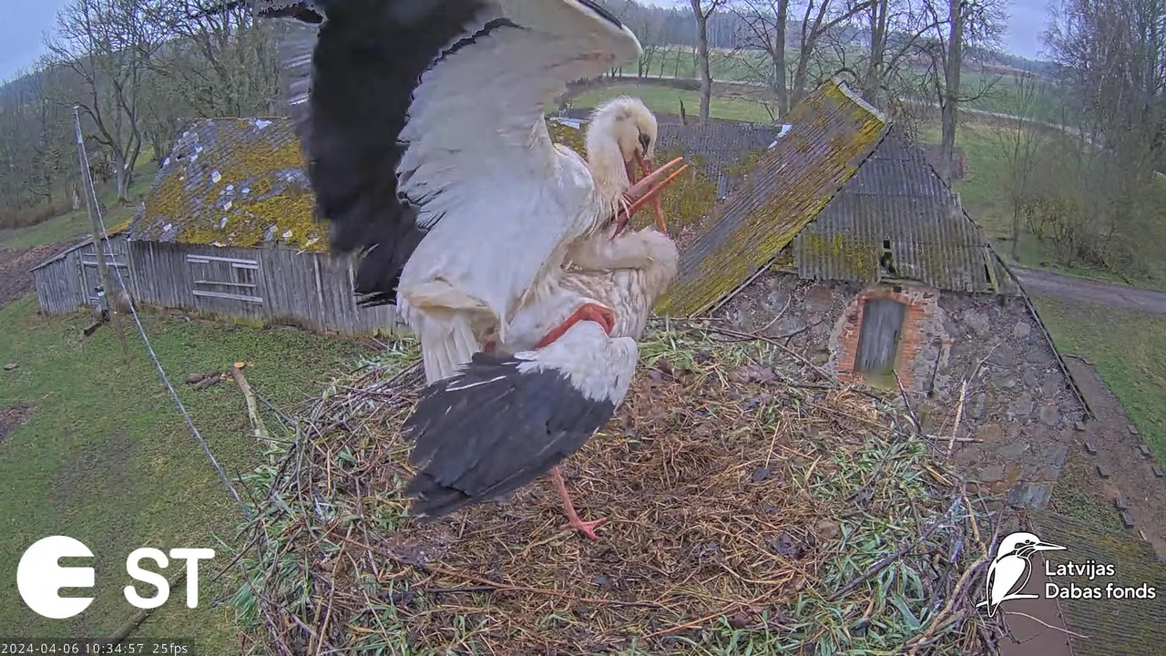 Baltie stārķi (Ciconia ciconia) Tukuma novadā - LDF tiešraide __ White storks in Tukums, Latvia 13-3