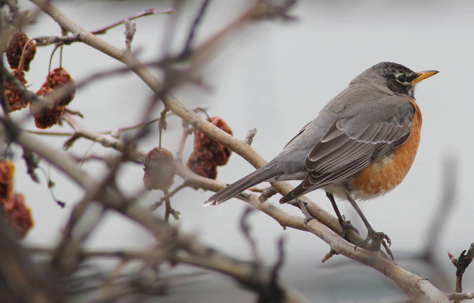 American Robin Bird