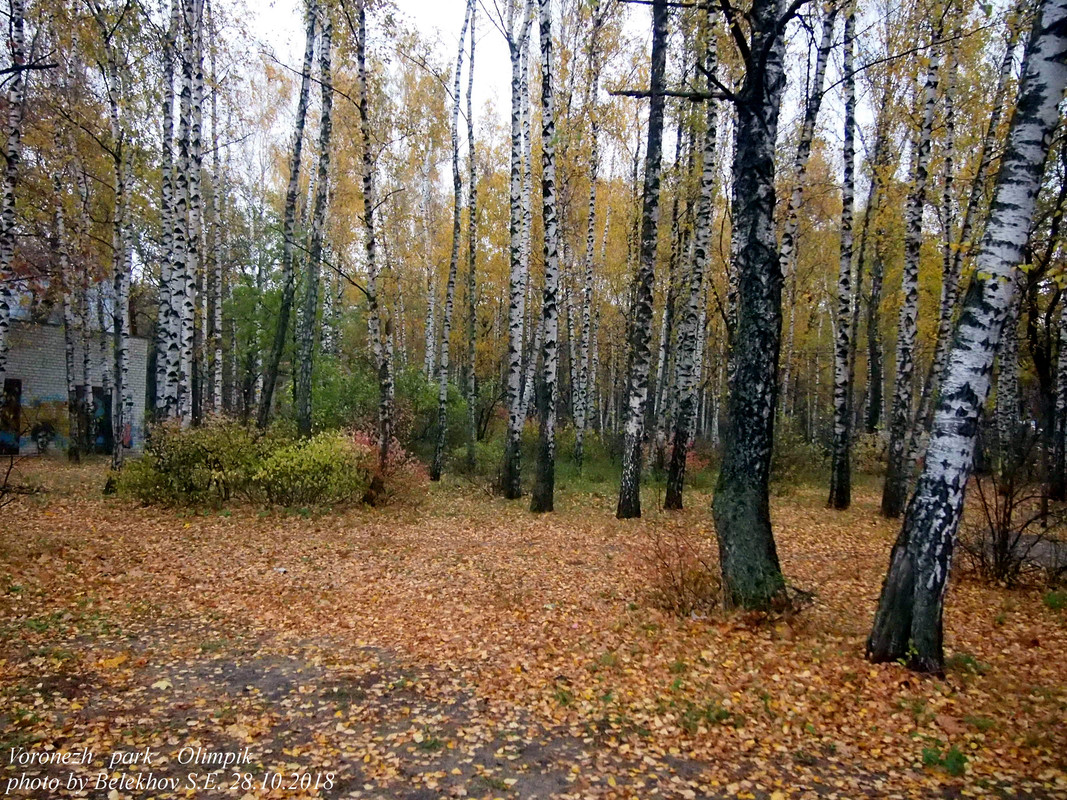 Воронеж, осень, парк