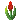 red tulip