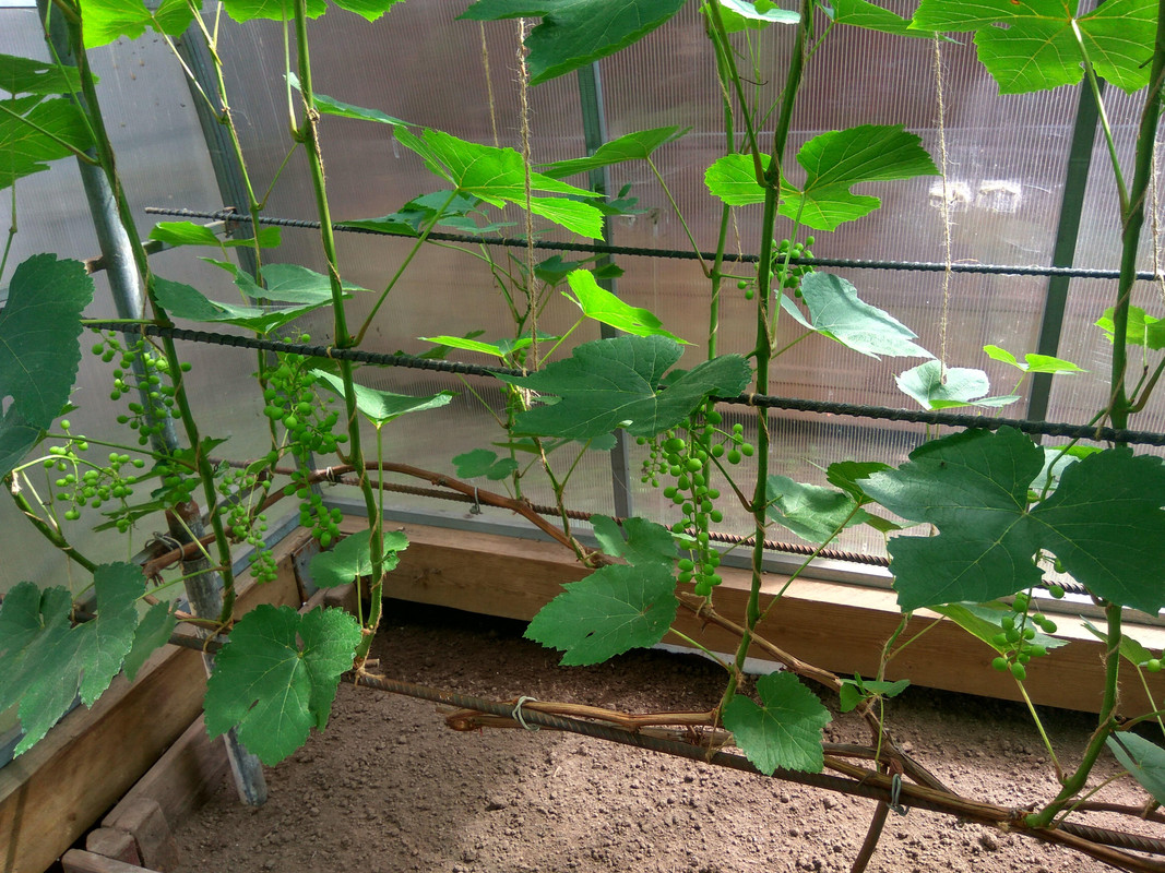 ?ПС (фото от 11.07.2018)...