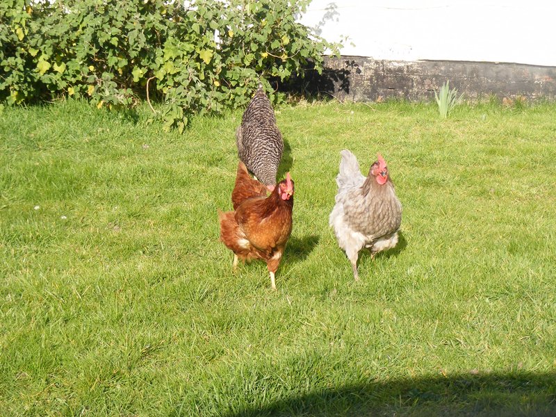 chickens-hens.jpg