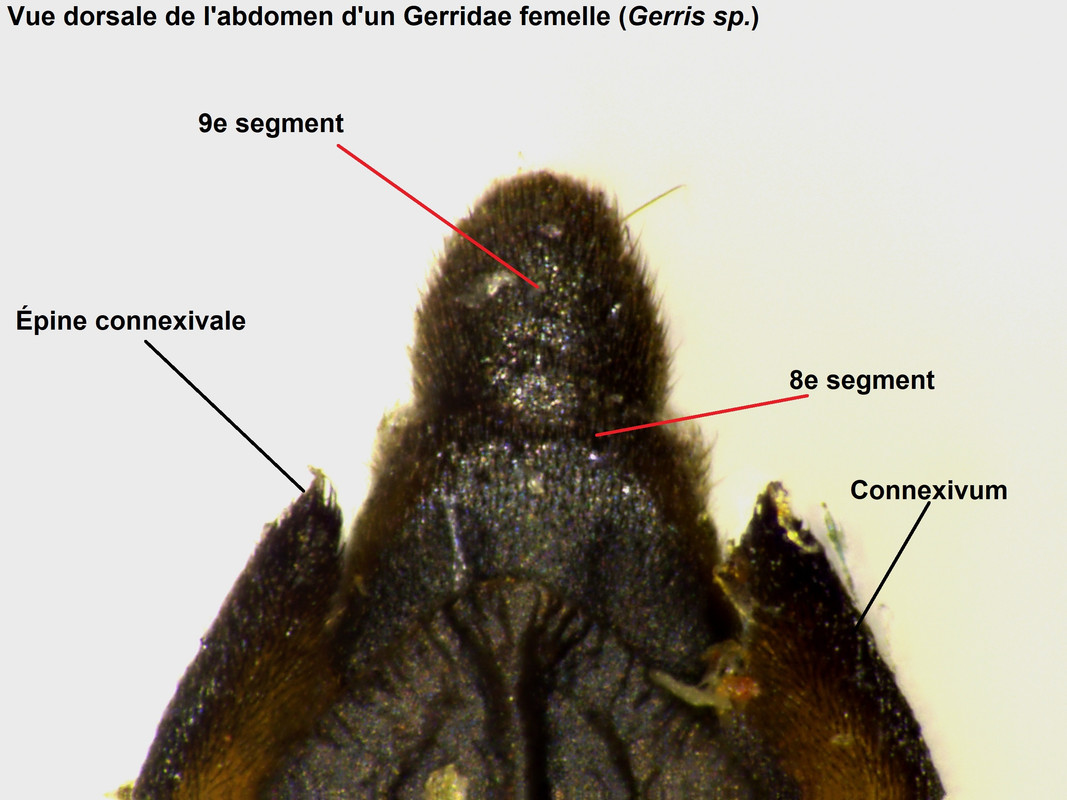 Abdomen-femelle-Gerris-comatus-dos