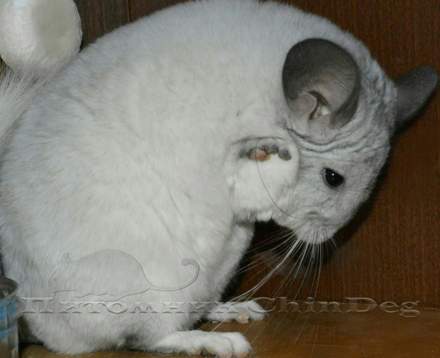 JwhNfVVBx24