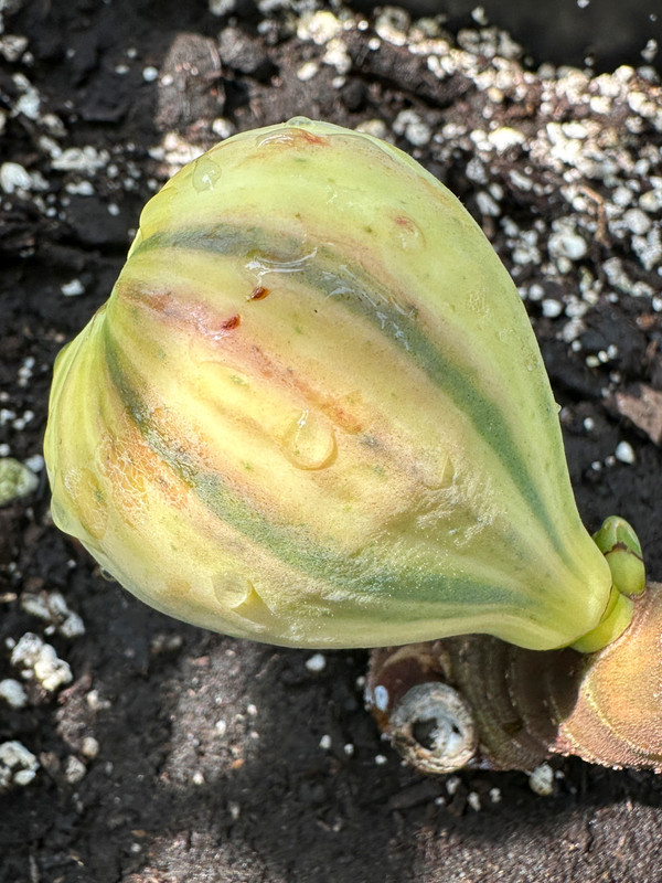 figs-91.jpg