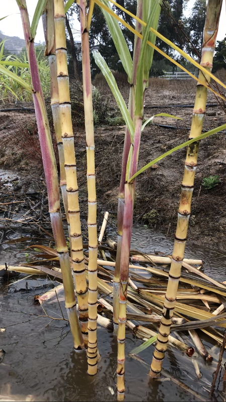 4E86BAE0-C1D5-4D19-A957-A00B245C6893