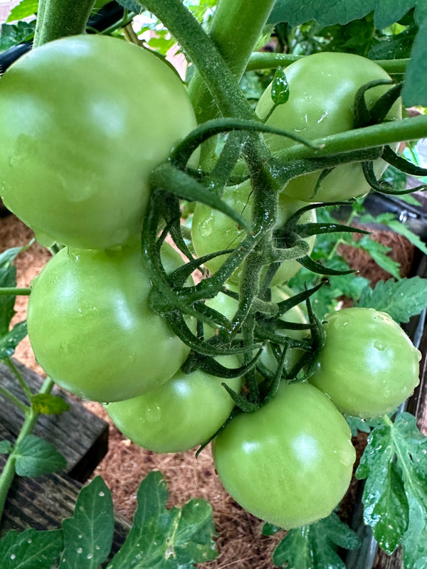 tomatoes-11.jpg