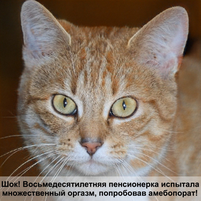 кожный клещ у кошек