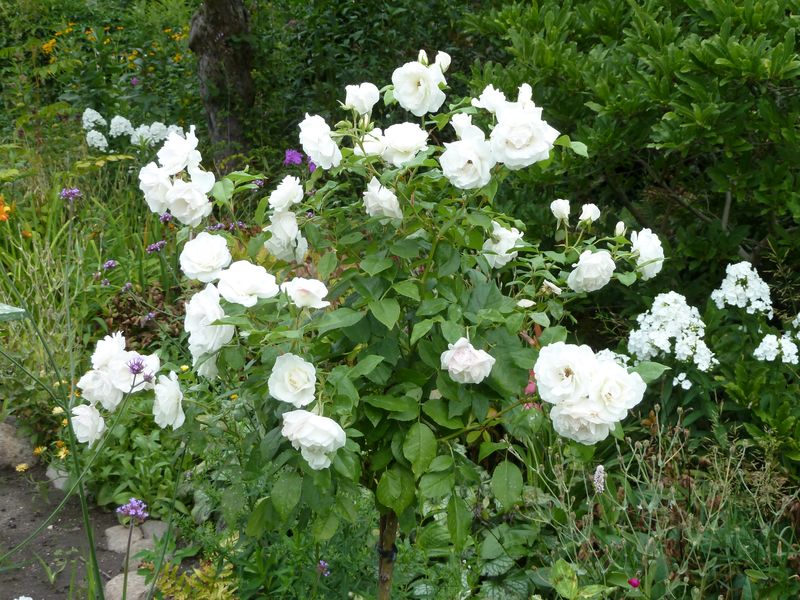 2013-08-07 Schneewittchen