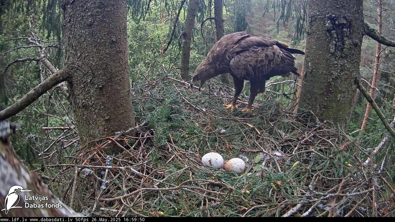 Mazais ērglis (Clanga pomarina), ligzda eglē __ Lesser spotted eagle in spruce, Zemgale, Latvia 14-5