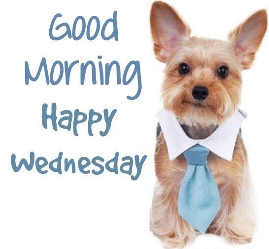 wednesday-dog.jpg