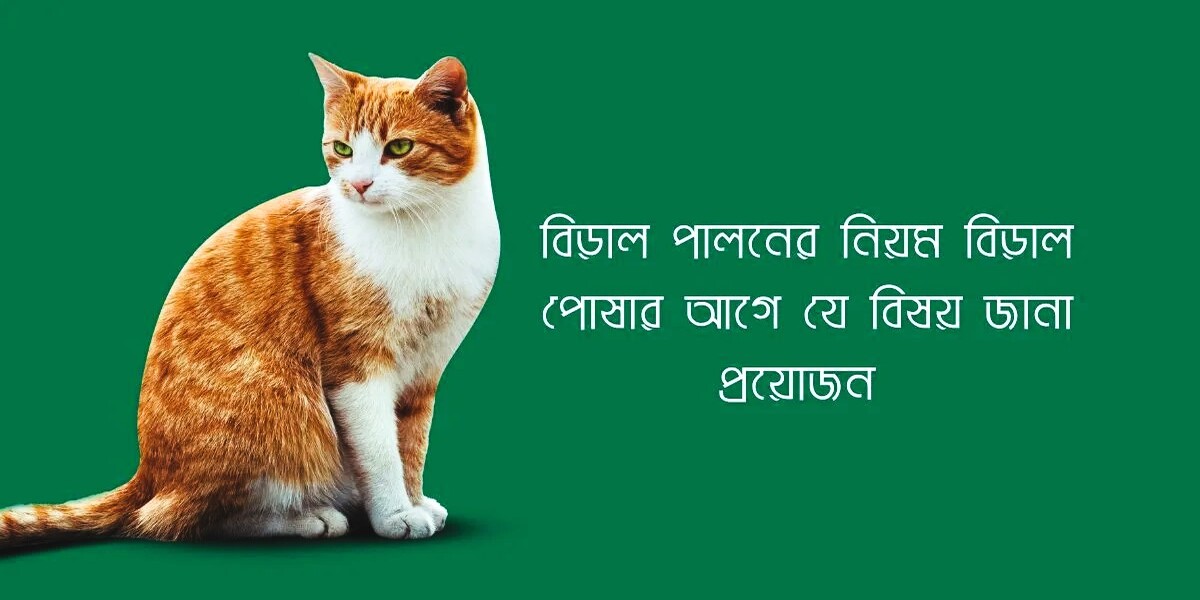 আদুরে বিড়াল
