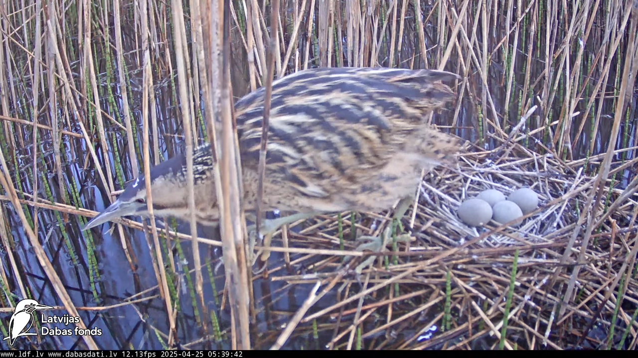 LDF Lielais dumpis (Botaurus stellaris) Zemītes pagastā 4-3-28 screenshot