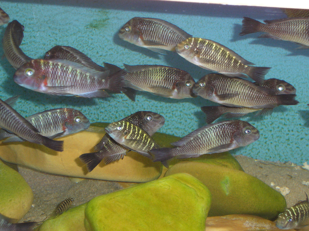 tropheus moorii zongwe (11)
