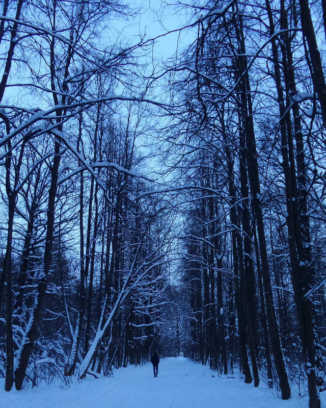 forest