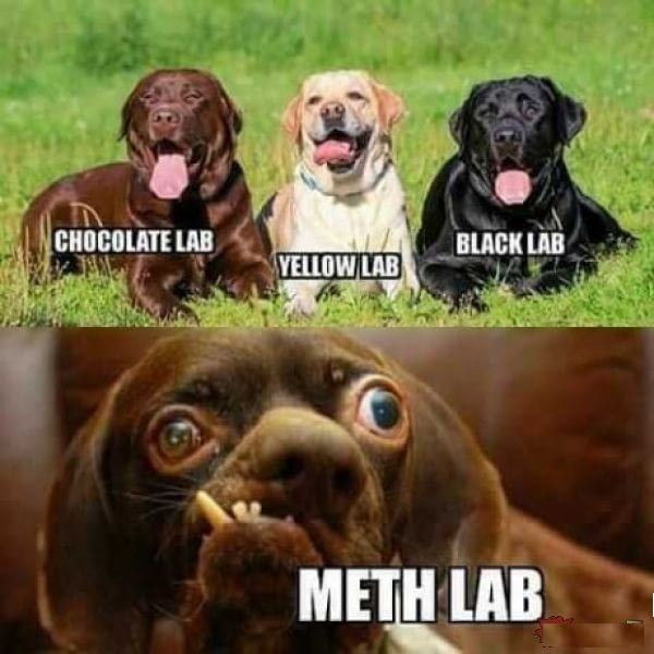 Lab.jpg