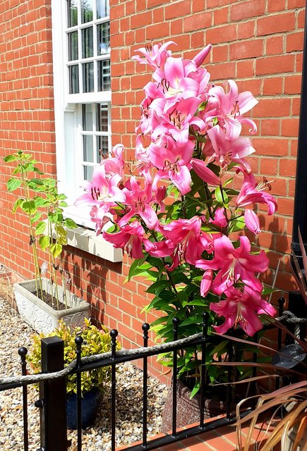 lillies.jpg