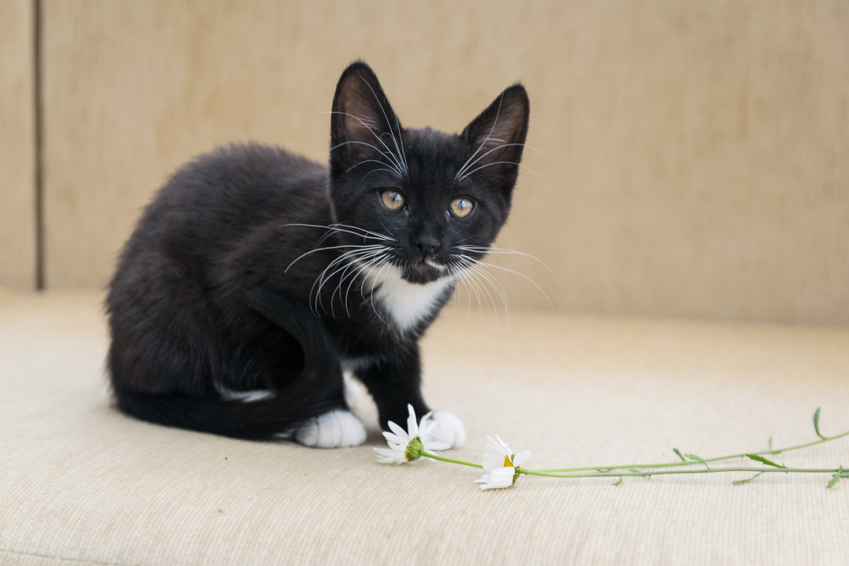 ?омка и Марго-3