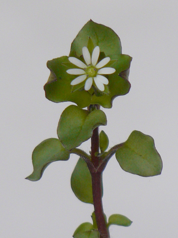 P1110936-0.1... (1024)