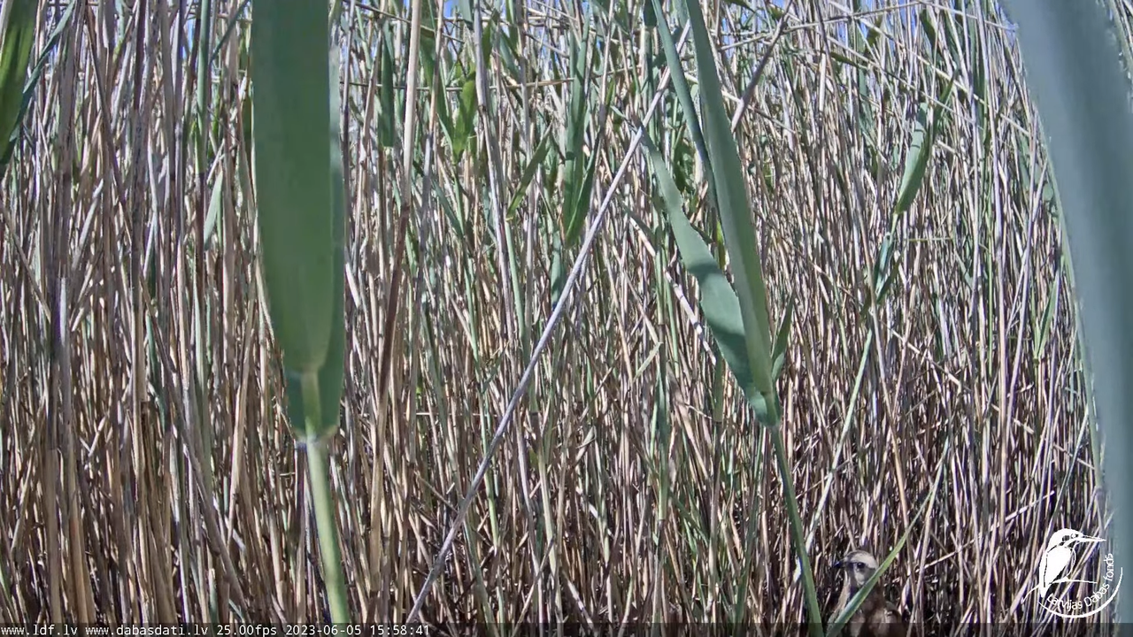 Lielais dumpis (Botaurus stellaris) Engurē - LDF tiešraide 12-26-1 screenshot