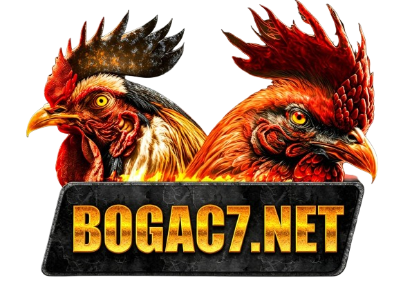 BOGAC7.NET