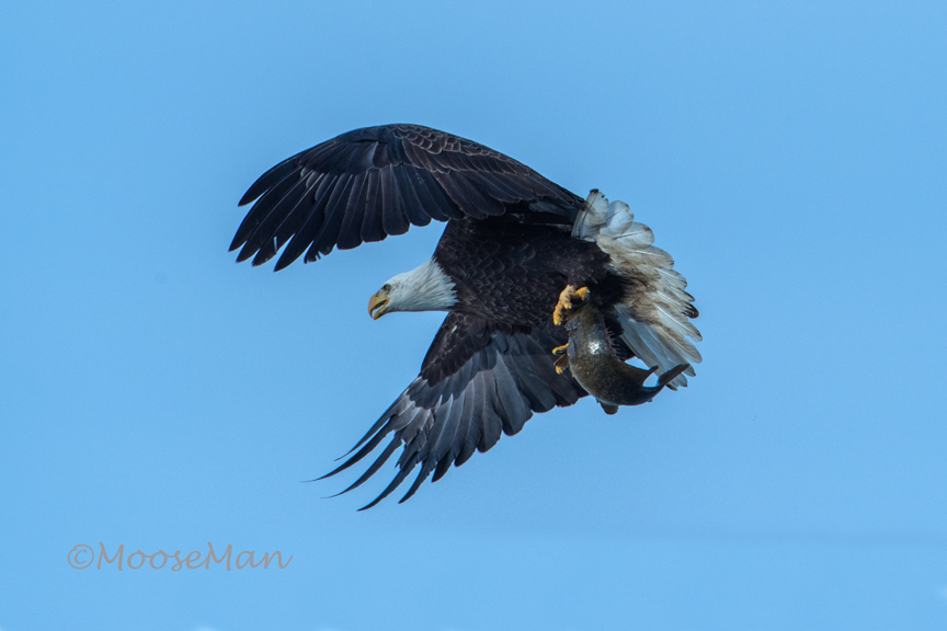 Highland Eagle  I Mar 16