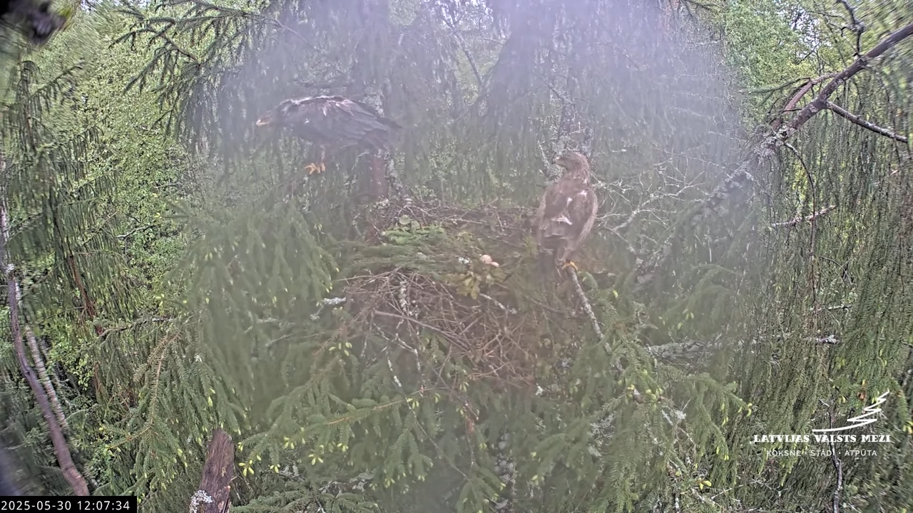 LVM mazais ērglis Lisiņa, egle2 – Lesser Spotted Eagle 18-22-49 screenshot