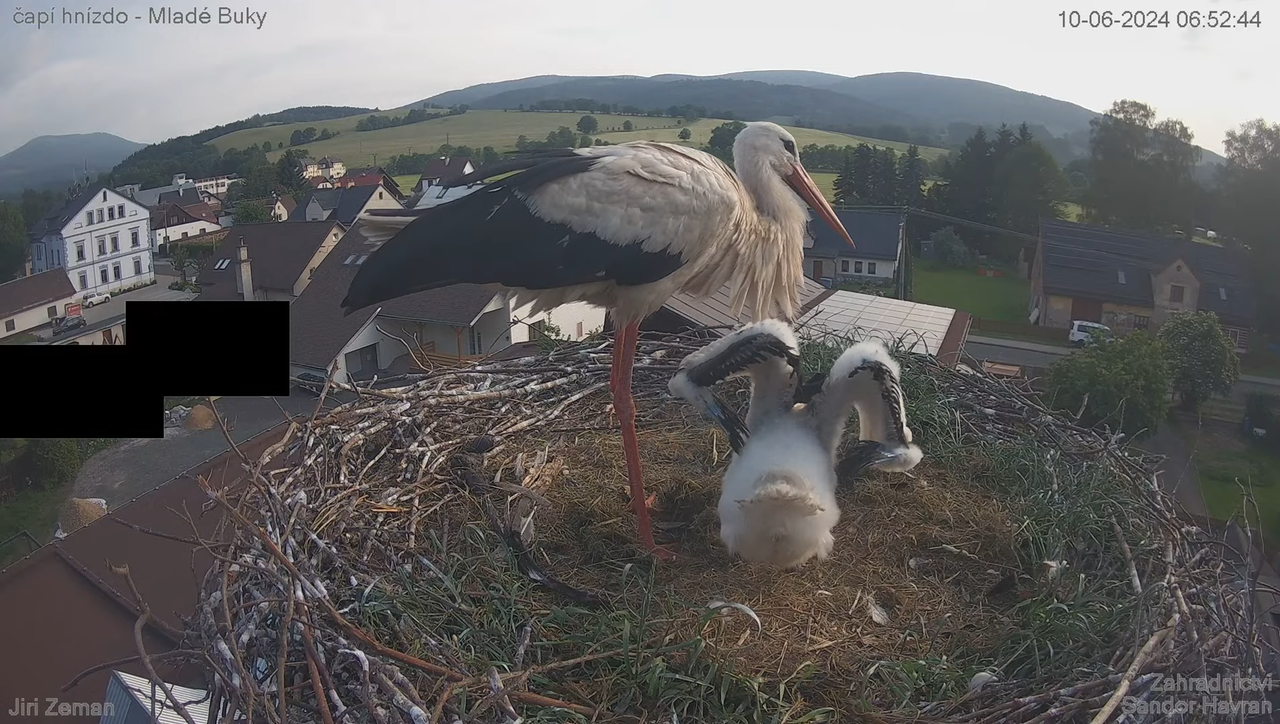 Tiešraides kamera — Mladé Buky — stārķa ligzda 10-34-49 screenshot
