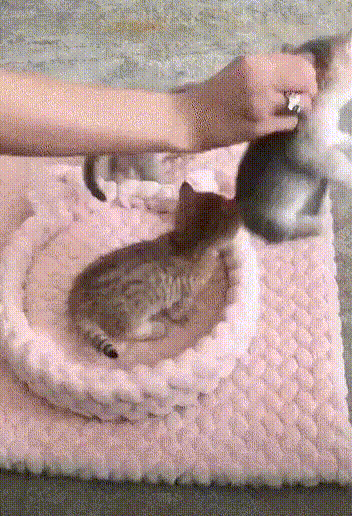 daily-gifdump-3390-20.gif