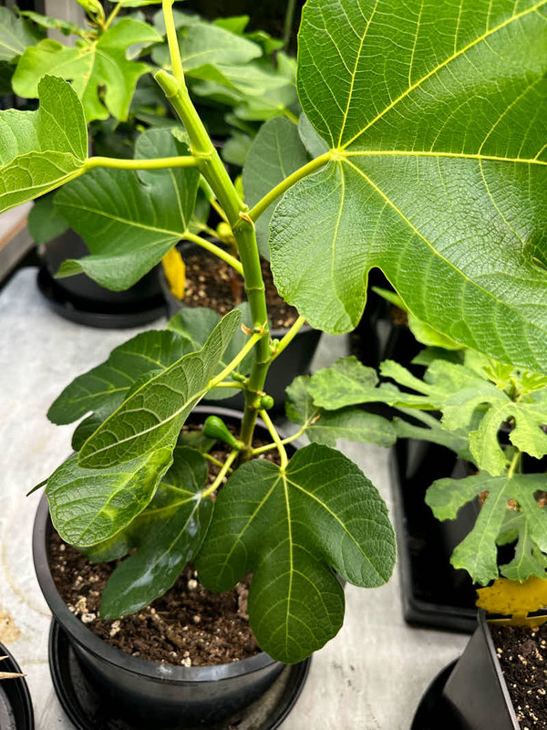 figs-888.jpg