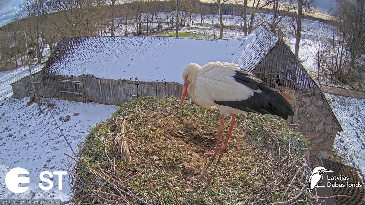 (8) Baltie stārķi (Ciconia ciconia) Tukuma novadā __ White storks in Tukums, Latvia - YouTube - 753_