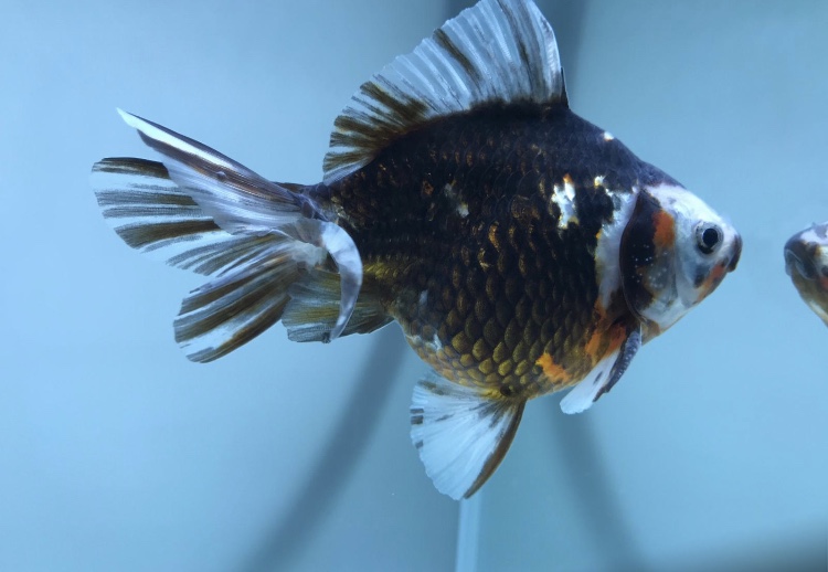 511D8902-8A93-440C-B6D1-DC311FCC263C