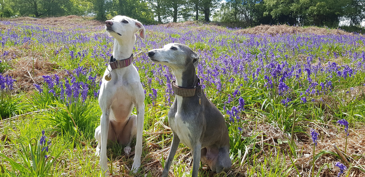 Blue whippet and a Saluki x Greyhound