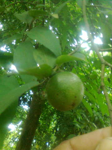 tamal (2)