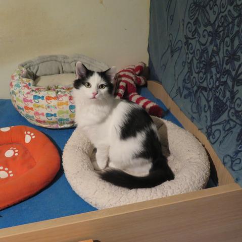 Slika
