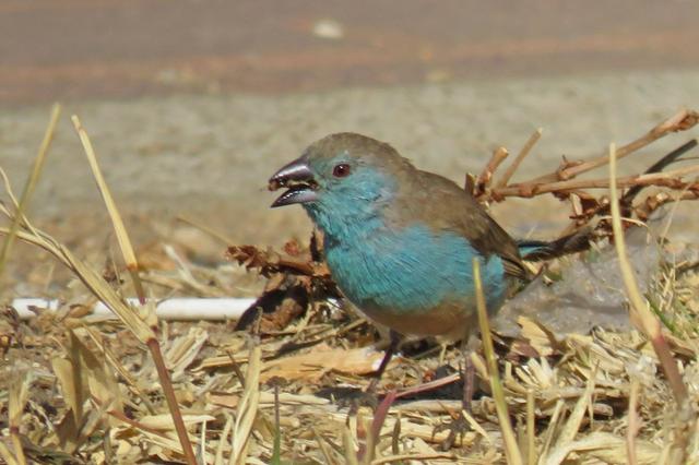 Aves do Botswana - Agosto 2019 Blue-waxbill