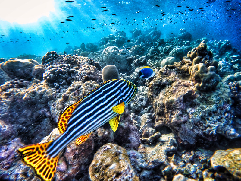 blue-stripedfish.jpg