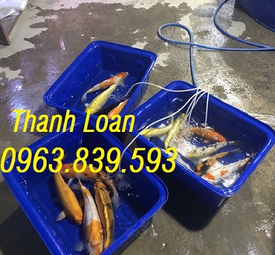 Thùng nhựa bít, sóng nhựa, hộp nhựa có nắp bền./ 0963.839.593 Ms.Loan Thung-nhua-chu-nhat-nuoi-ca-koi