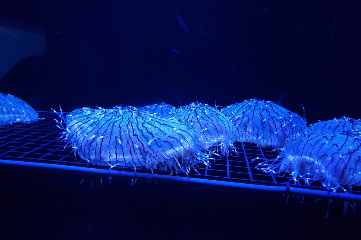 IMG_20180709_1729167