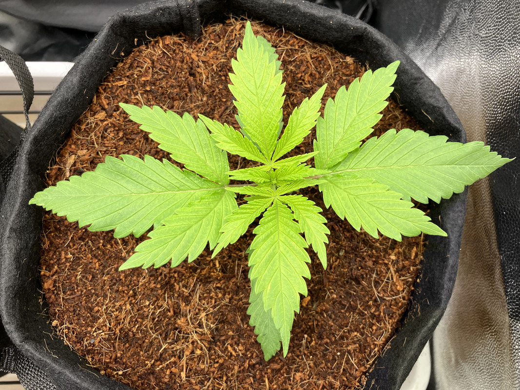 IMG_1273 (marzo 27 2023)