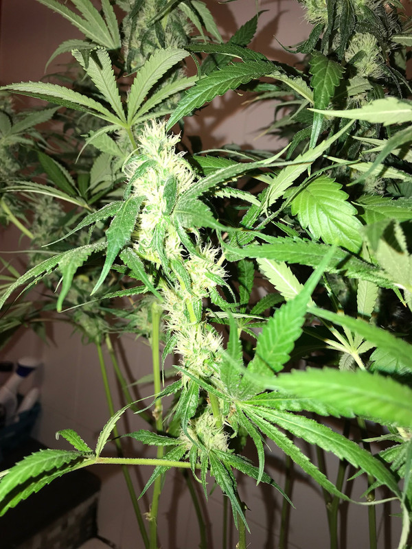 0A2CE132-79A8-429C-A140-8C95F9D8C6E0