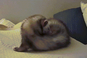 wtf-2.gif
