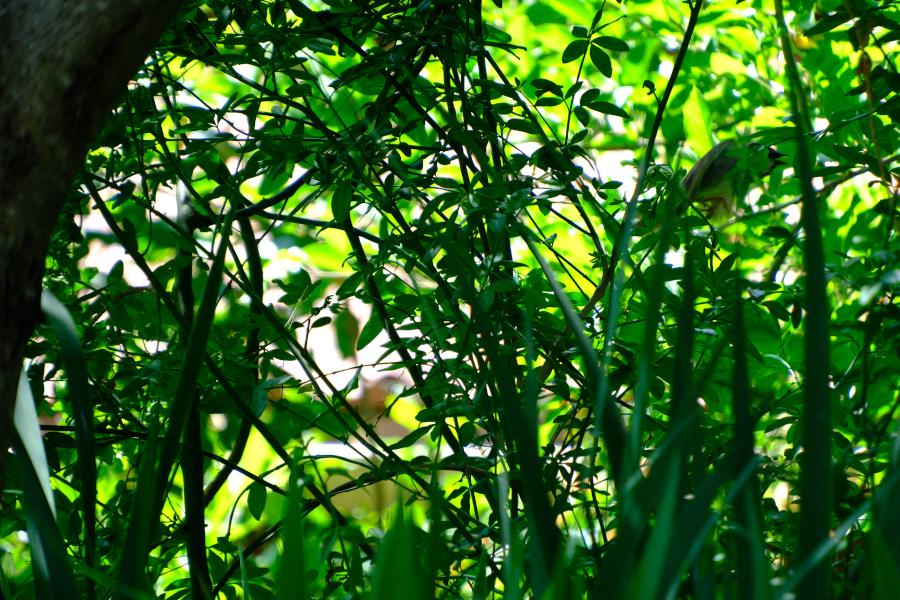 oiseau caché dans le buisson