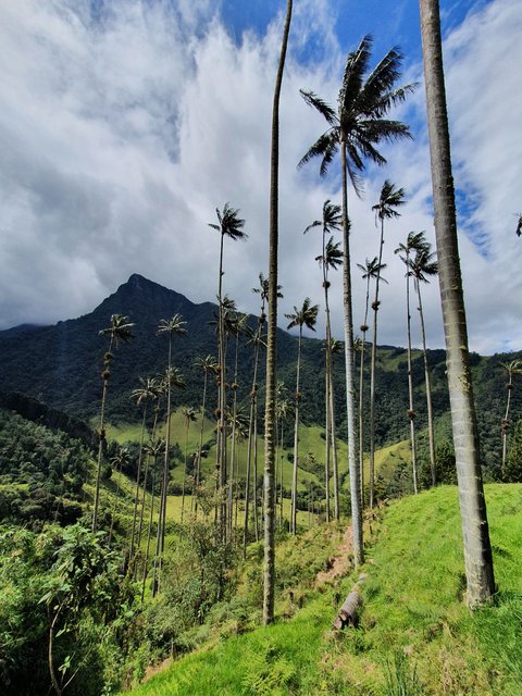 DIA 4: EL VALLE DE COCORA - Colombia y Curaçao Verano 2022 (11)