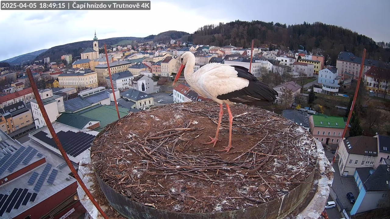 Tiešraidē no stārķa ligzdas uz alus darītavas skursteņa Trutnovā 12-28-5 screenshot