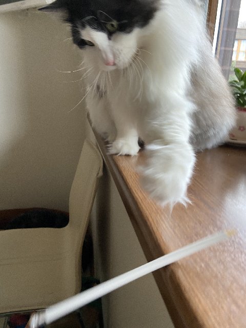 CCB0-EA33-C565-4128-BFD8-F8872-A389276.j